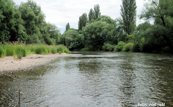 rkm 43,0 Pod Počedělicemi rkm 43,0 Pod Počedělicemi