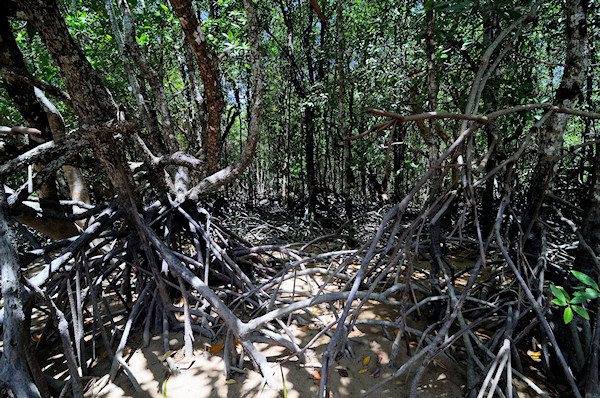 Spleť kořenů mangrovového lesa