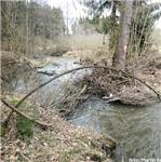 Naplavené stromy – LG Stříbro 56cm, 3,9 m3/s