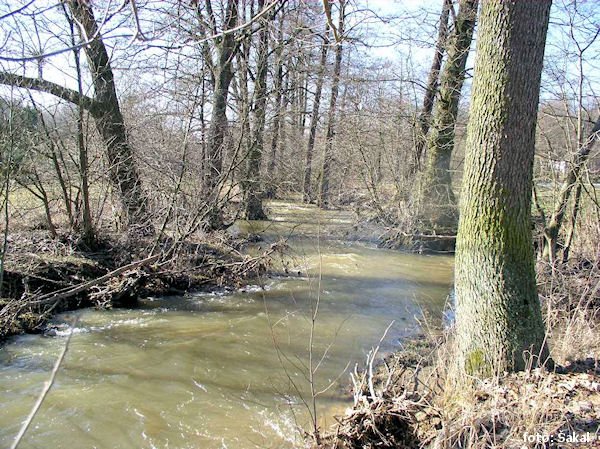 Borovský potok