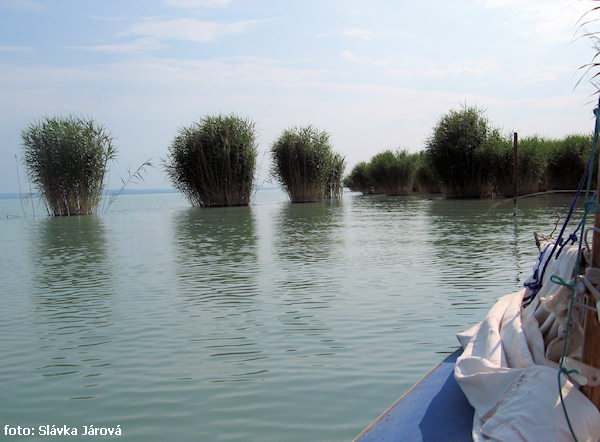 Zbytky rákosin poblíž Alsóörs Zbytky rákosin poblíž Alsóörs
