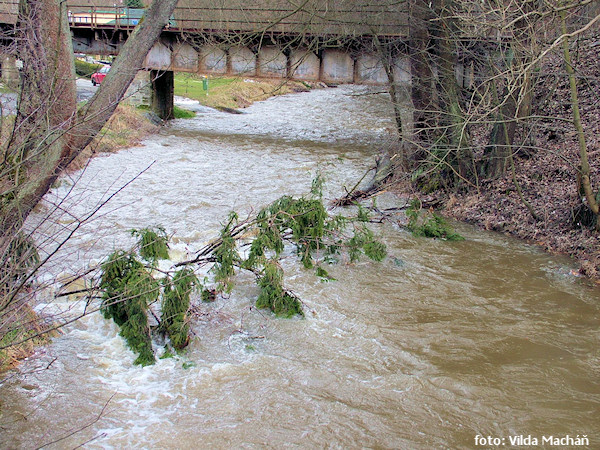 Druhý strom je v Hrubé vodě
