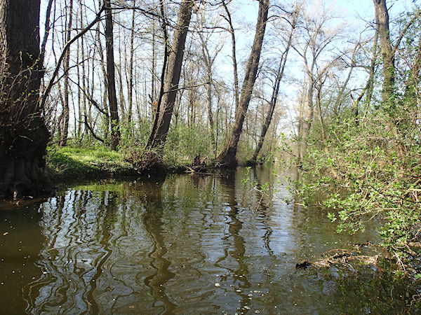 Před Jaroslavicemi