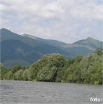 Orava