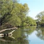 Jizera pod Sojovicemi