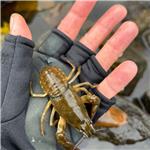 Úhyn ryb pod jezem Podrabský mlýn u Rábí Úhyn ryb pod jezem Podrabský mlýn u Rábí