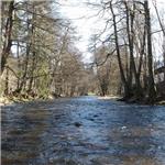 Divoká Orlice pod Bartošovicemi